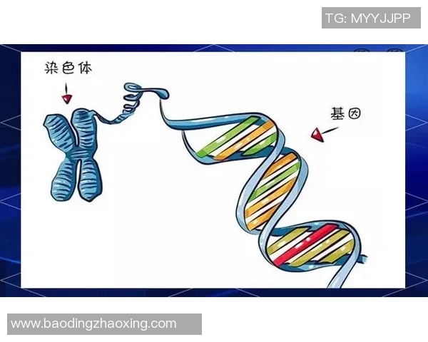 北京乒乓球队技术解析：从基础训练到比赛策略的全面探讨